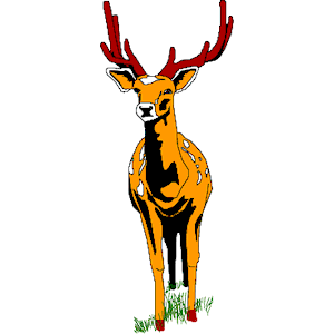 Deer 03