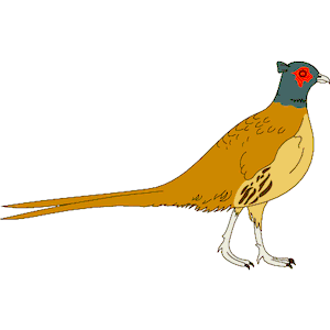 Pheasant 02