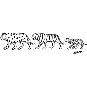 TigerLeopard Family