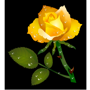 Rosa Amarela - Yellow Rose