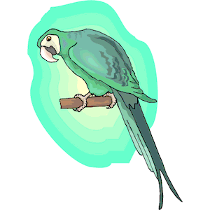 Macaw 2