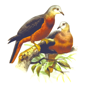 Chestnut-bellied imperial pigeon