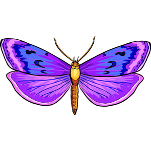 Butterfly 24