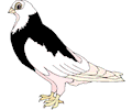 Pigeon 18