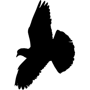 Pigeon (silhouette)
