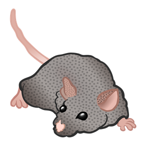 mouse - coloured