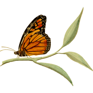 Monarch butterfly 2