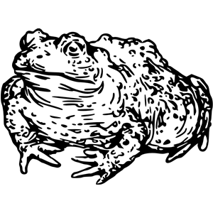 Warty toad