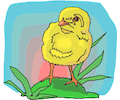 Chick 07
