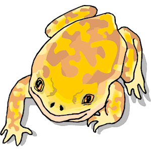 Frog 15
