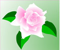 pink rose tess brady 01