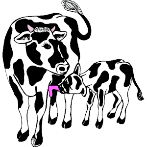 Cow & Calf