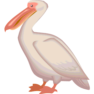 Pelican 04