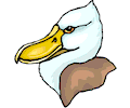 Duck 55