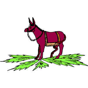 Donkey 12