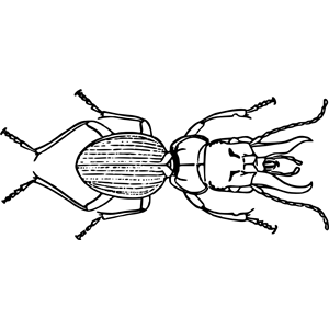 Beetle (mecynognathus damelii)