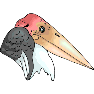 Marabou Stork - Head
