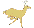 Deer 11