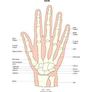 Chart - Hand