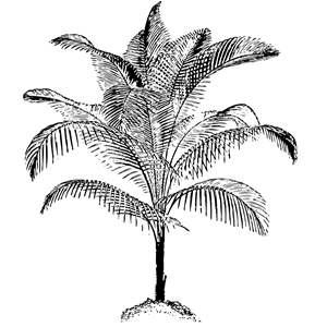 miniature coconut palm