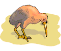 Kiwi Bird 4