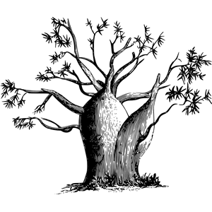 Gouty-stem tree