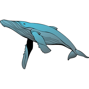 Whale 2