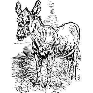 old donkey