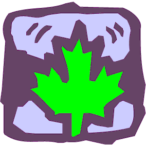 Maple Leaf 