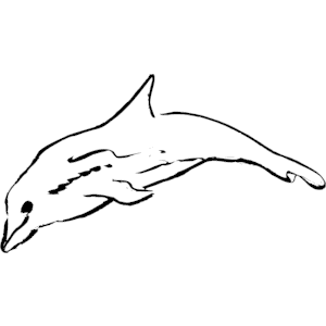 Dolphin 02