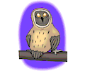 Owl Happy