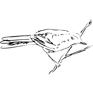Bird Perched 06