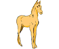 Horse - Foal