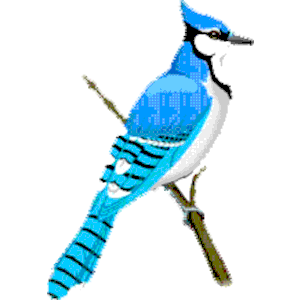 Blue Jay clipart, cliparts of Blue Jay free download (wmf, eps, emf