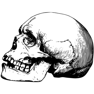 skull 13