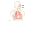 respiratory system