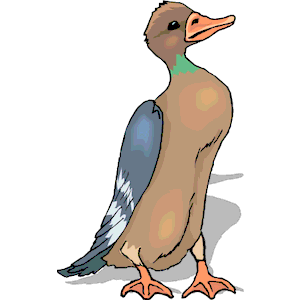 Duck 72