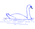 Swan 11