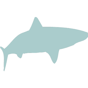 Shark 7