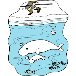 Whales  Beluga