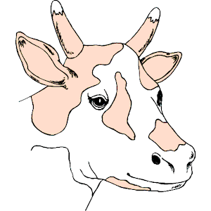 Cow 35