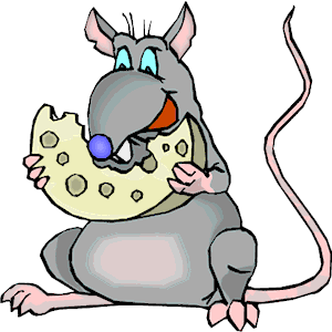 Rat Eating Cheese