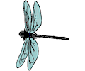 Dragonfly 006