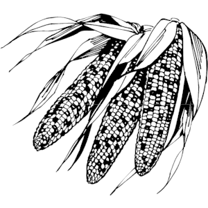 Corn Indian