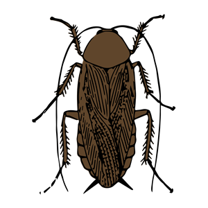 cockroach color
