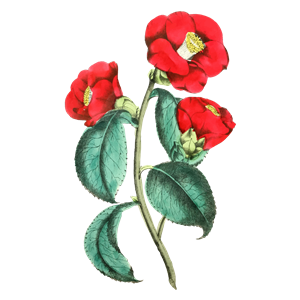 Flower Illustration 2