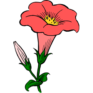 Colored Gamopetalous Flower