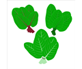 Flat vector icons. Leafy green vegetable.Organic and healty food