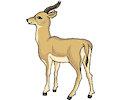 Antelope 015