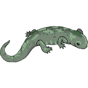 Salamander 4